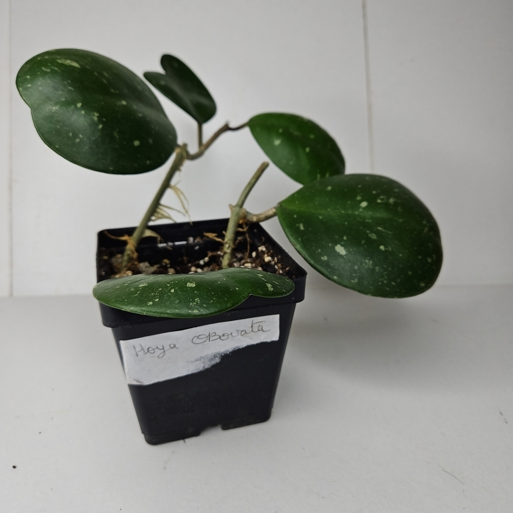 Hoya Obovata - Picture 3 of 10